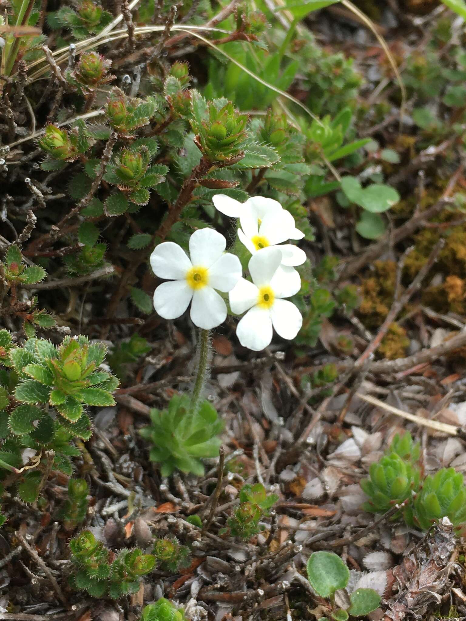 Image of Sweet-Flower Rock-Jasmine