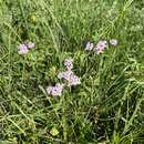 Achillea roseo-alba Ehrend. resmi