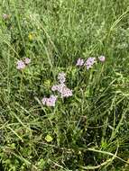 Achillea roseo-alba Ehrend. resmi