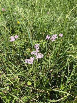 Слика од Achillea roseo-alba Ehrend.