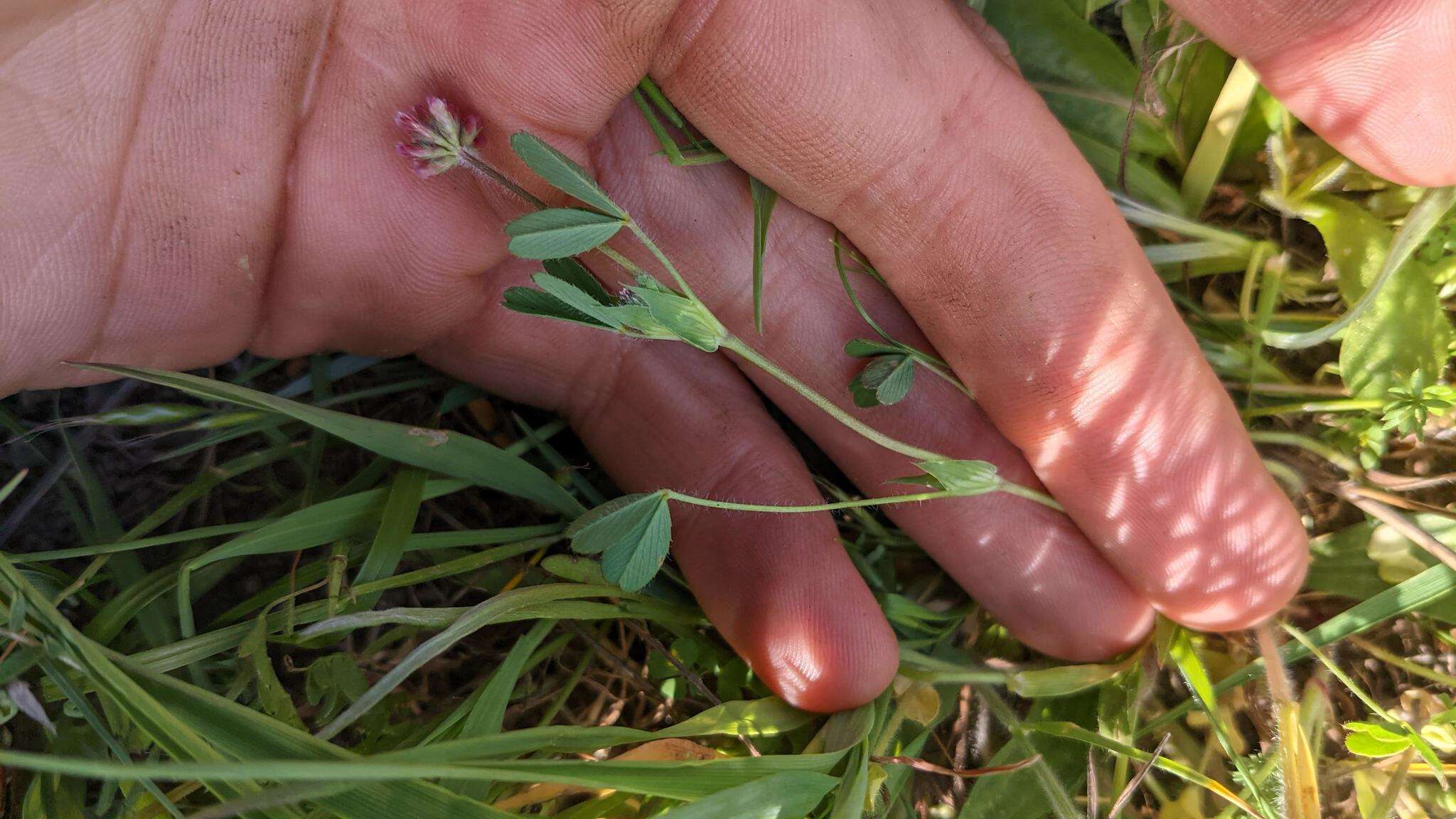 Image of Trifolium bifidum var. decipiens Greene