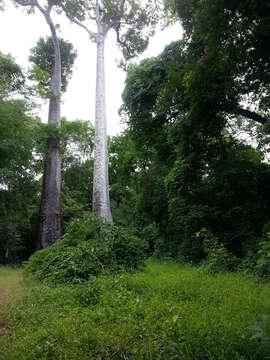 Image of Baobab