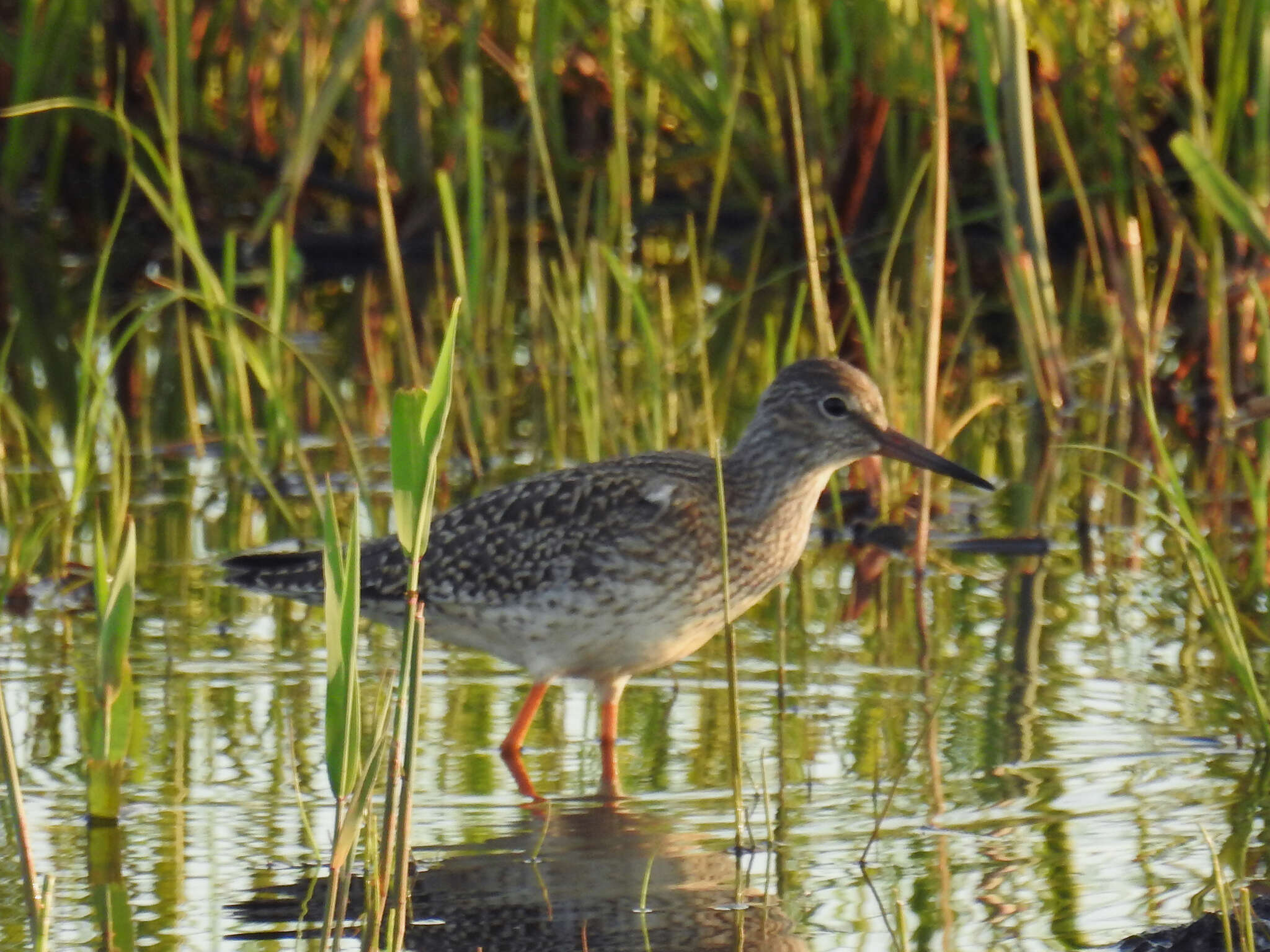 Image of Common Redshank