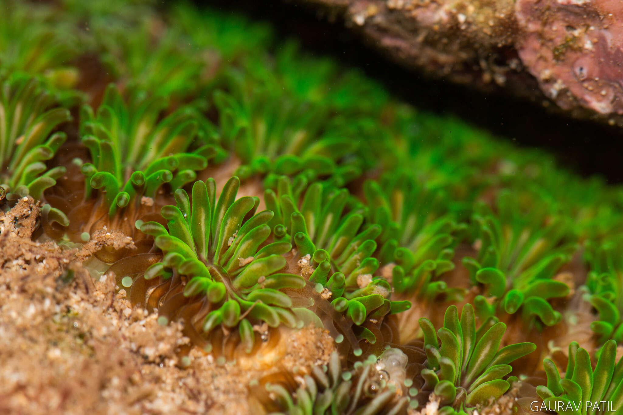 Image of Fluorescence grass coral