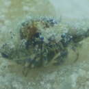 Image of Dardanus scutellatus (H. Milne Edwards 1848)