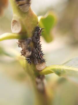 Image of Guayaquila xiphias Fabricius