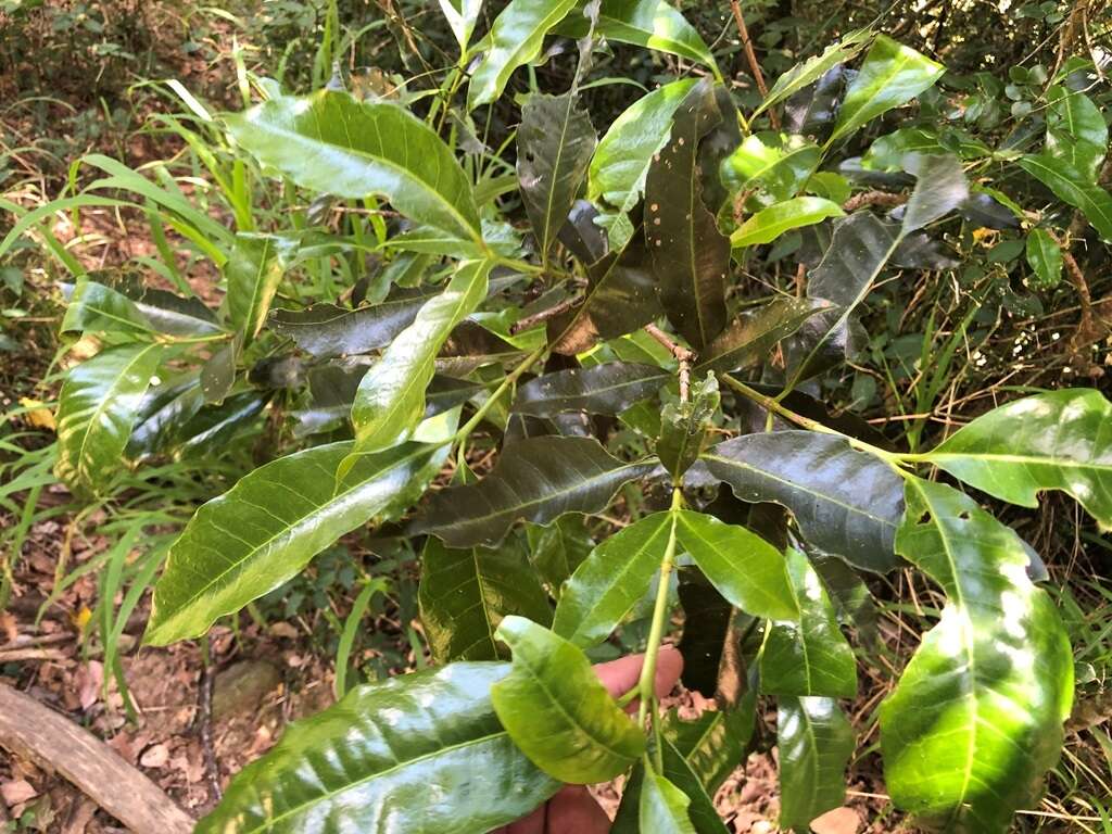 Image of Ixora beckleri Benth.