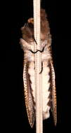 Endoxyla liturata Donovan 1805的圖片