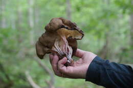 Image of Gyromitra sphaerospora (Peck) Sacc. 1889