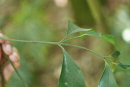 Imagem de Euonymus laxiflorus Champ. ex Benth.