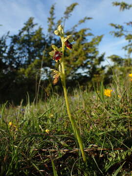 Sivun Ophrys insectifera subsp. aymoninii Breistr. kuva