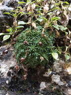 Image of Saxifraga dinnikii Schmalh. ex Akinfew