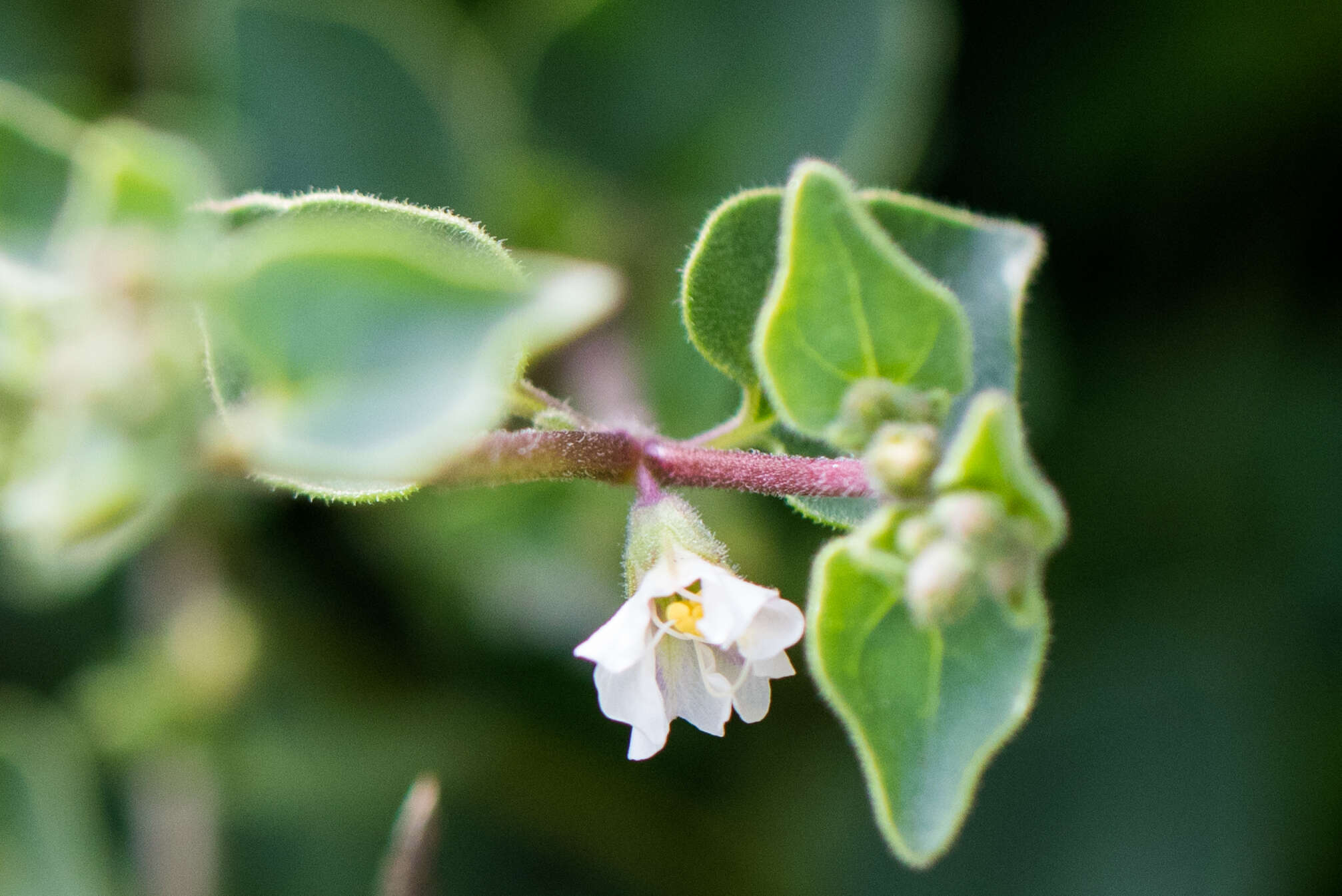 Imagem de Mirabilis laevis var. retrorsa (A. Heller) Jeps.