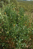 Crotalaria goreensis Guill. & Perr. resmi