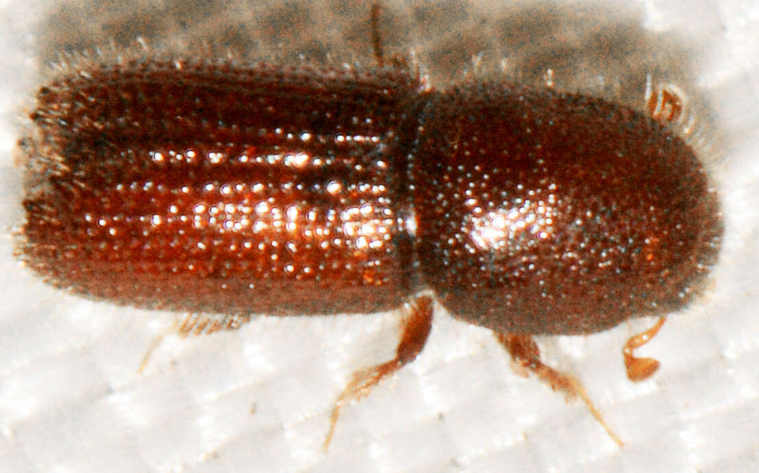 Image of Orthotomicus caelatus Wood & Bright 1992