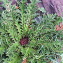 Image of Carlina acanthifolia subsp. cynara (Pourr. ex Duby) Rouy