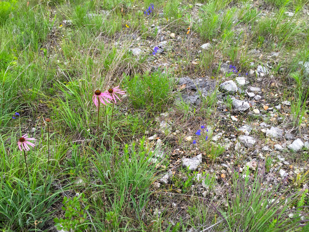 Image of glade larkspur