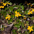 Image of Goodenia hederacea subsp. alpestris (K. Krause) R. Carolin