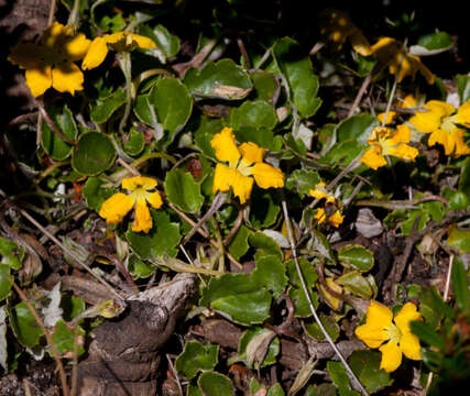 Image of Goodenia hederacea subsp. alpestris (K. Krause) R. Carolin