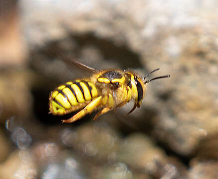 Image of Anthidium illustre Cresson 1879