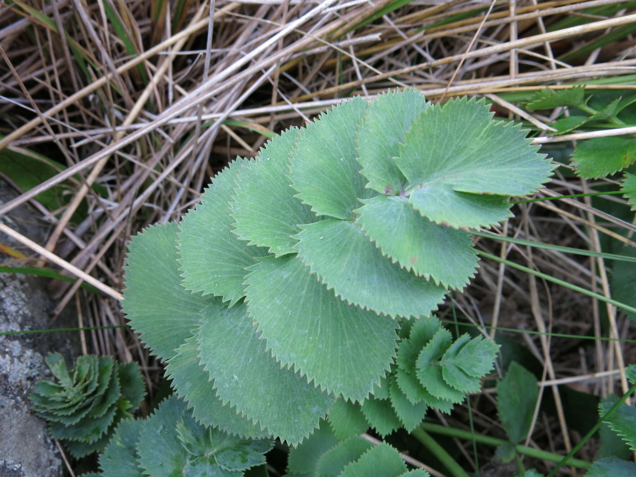 Image of Gingidia grisea Heenan