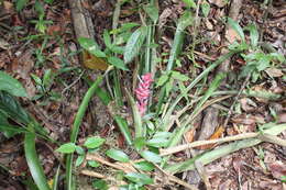 Aechmea vallerandii (Carrière) Erhardt, Götz & Seybold的圖片