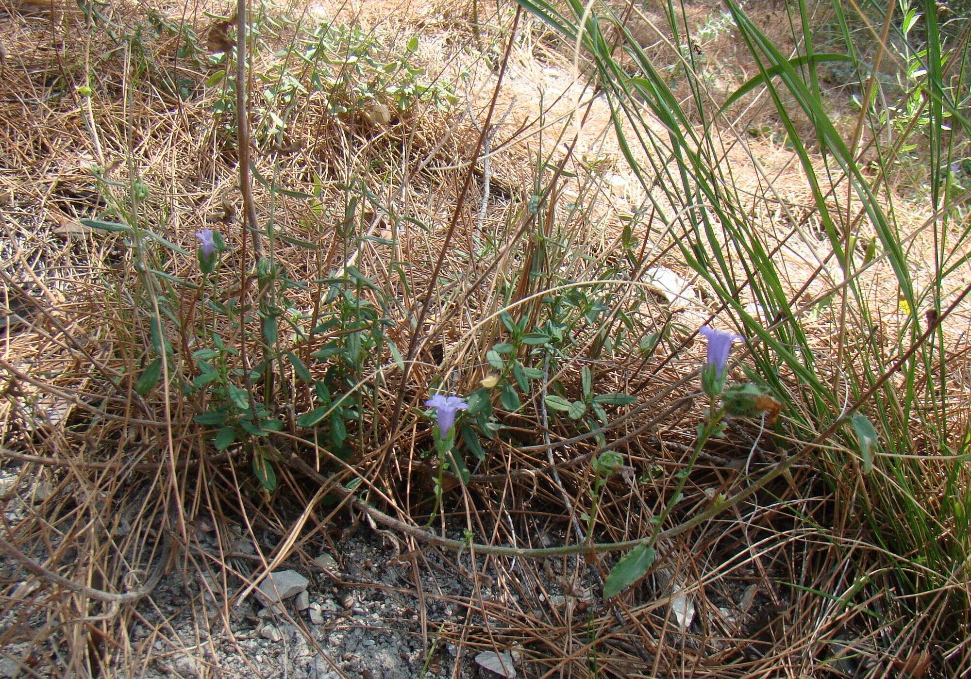 Image of Campanula komarovii Maleev