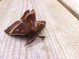 Image of oak eggar