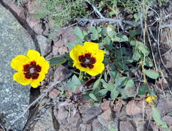 Image of Rosa persica Michx. ex J. F. Gmel.