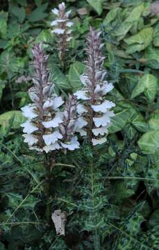 Image of Acanthus montanus (Nees) T. Anders.