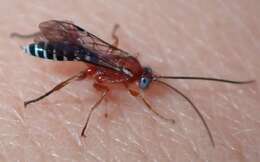 Imagem de Pimpla marginella Brulle 1846