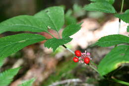 Panax quinquefolius L. resmi