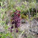 Image de Veratrum formosanum O. Loes.