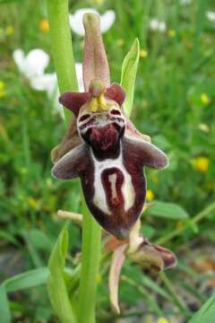 Image of Ophrys cretica (Vierh.) E. Nelson