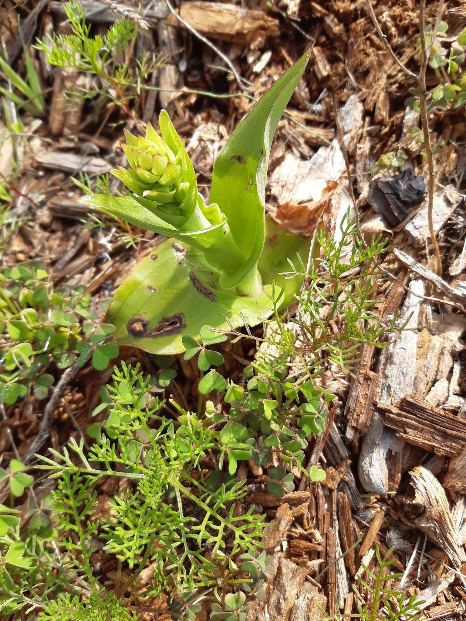 Image de Satyrium odorum Sond.