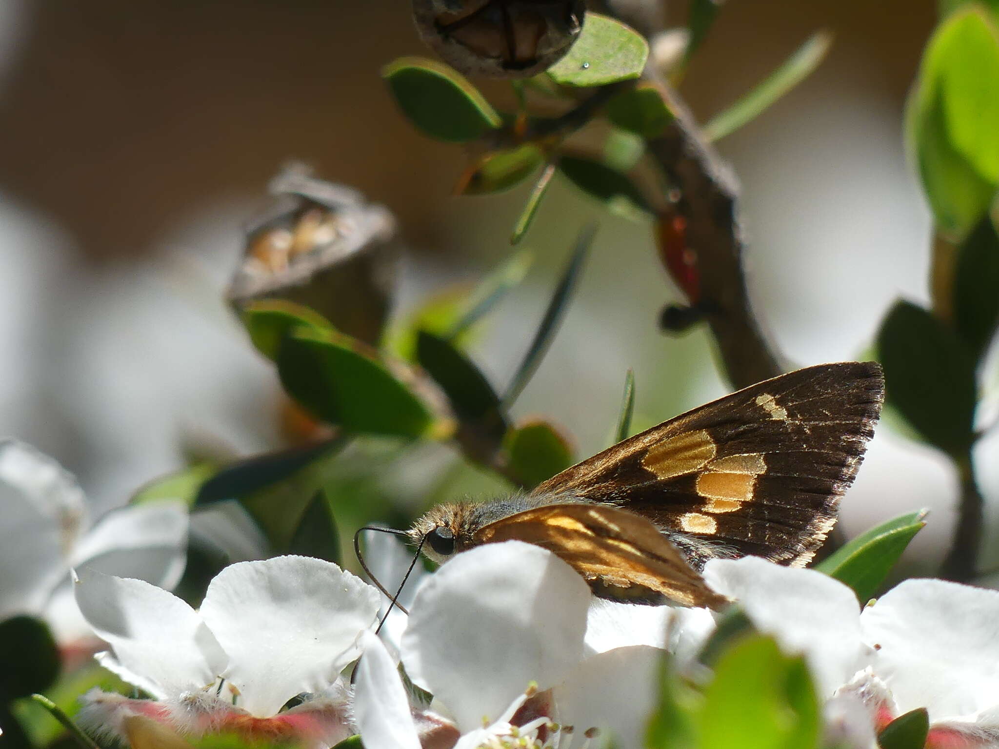 Hesperilla idothea Miskin 1889 resmi