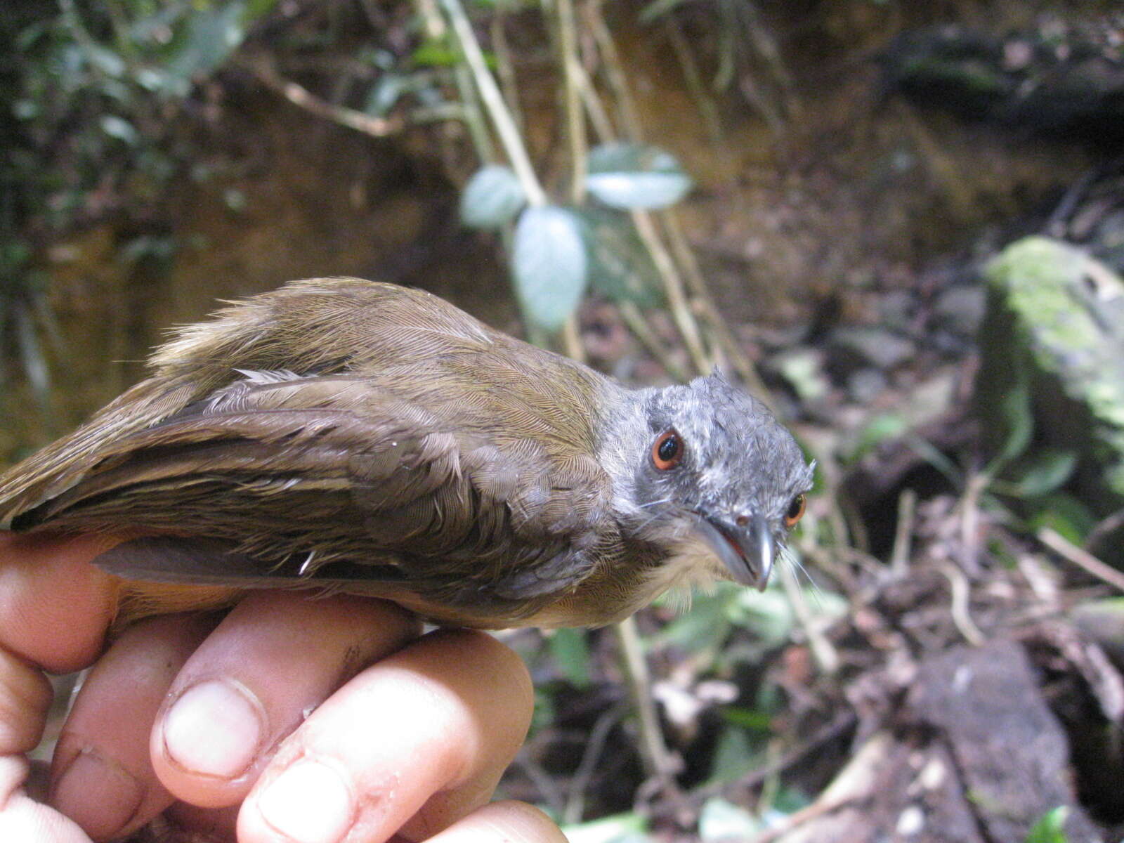 Image of Horsfield's Babbler