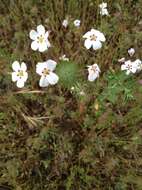 Image of mustang clover