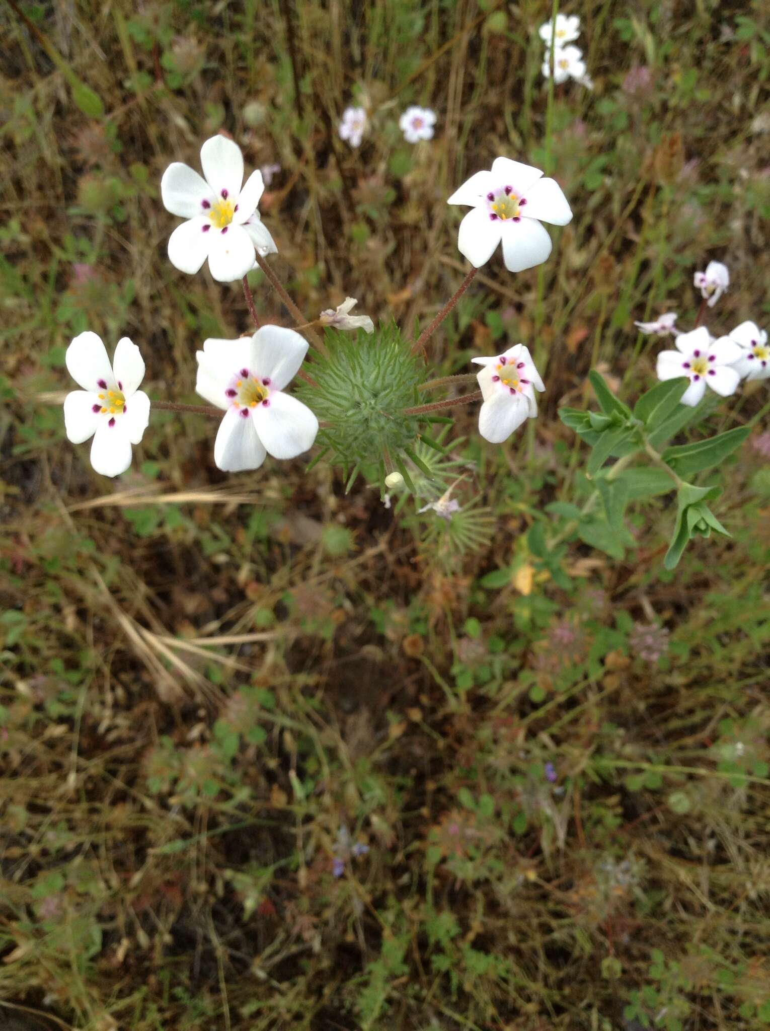 Image of mustang clover