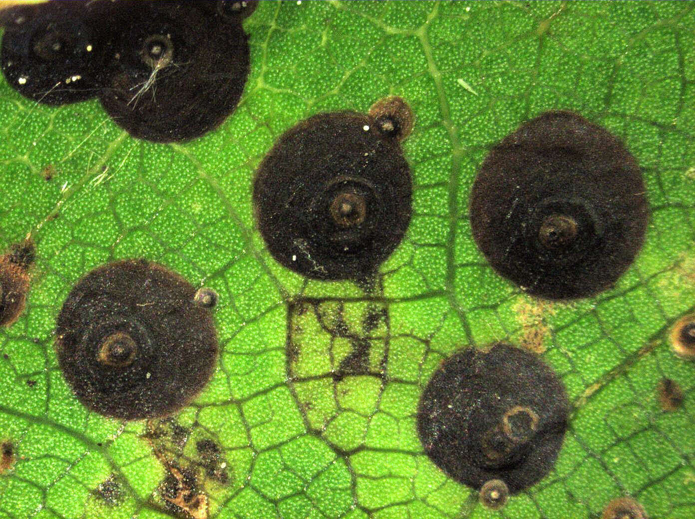 Image of Araucaria black scale