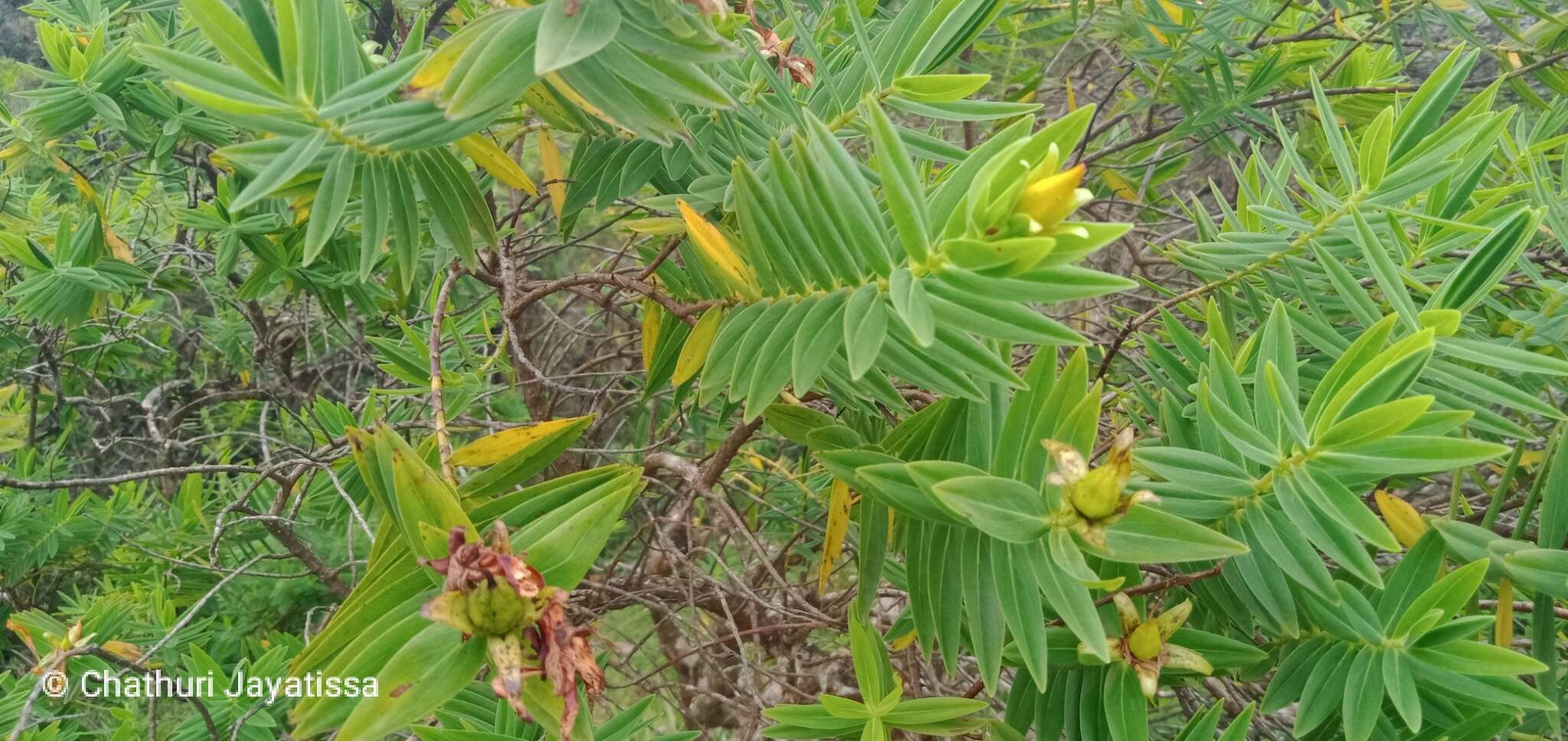 Image of Hypericum mysorense Heyne