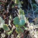 Image of Ranunculus nigrescens Freyn