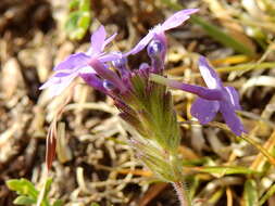 Image of Glandularia venturii (Moldenke) Botta