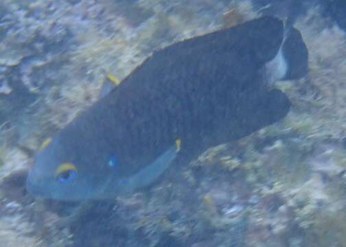 Image of Galapagos ringtail damselfish