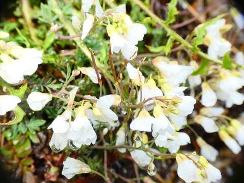 Imagem de Cardamine glauca Spreng.