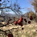 Imagem de Crataegus orientalis subsp. szovitsii (Pojark.) K. I. Christensen