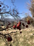 Imagem de Crataegus orientalis subsp. szovitsii (Pojark.) K. I. Christensen