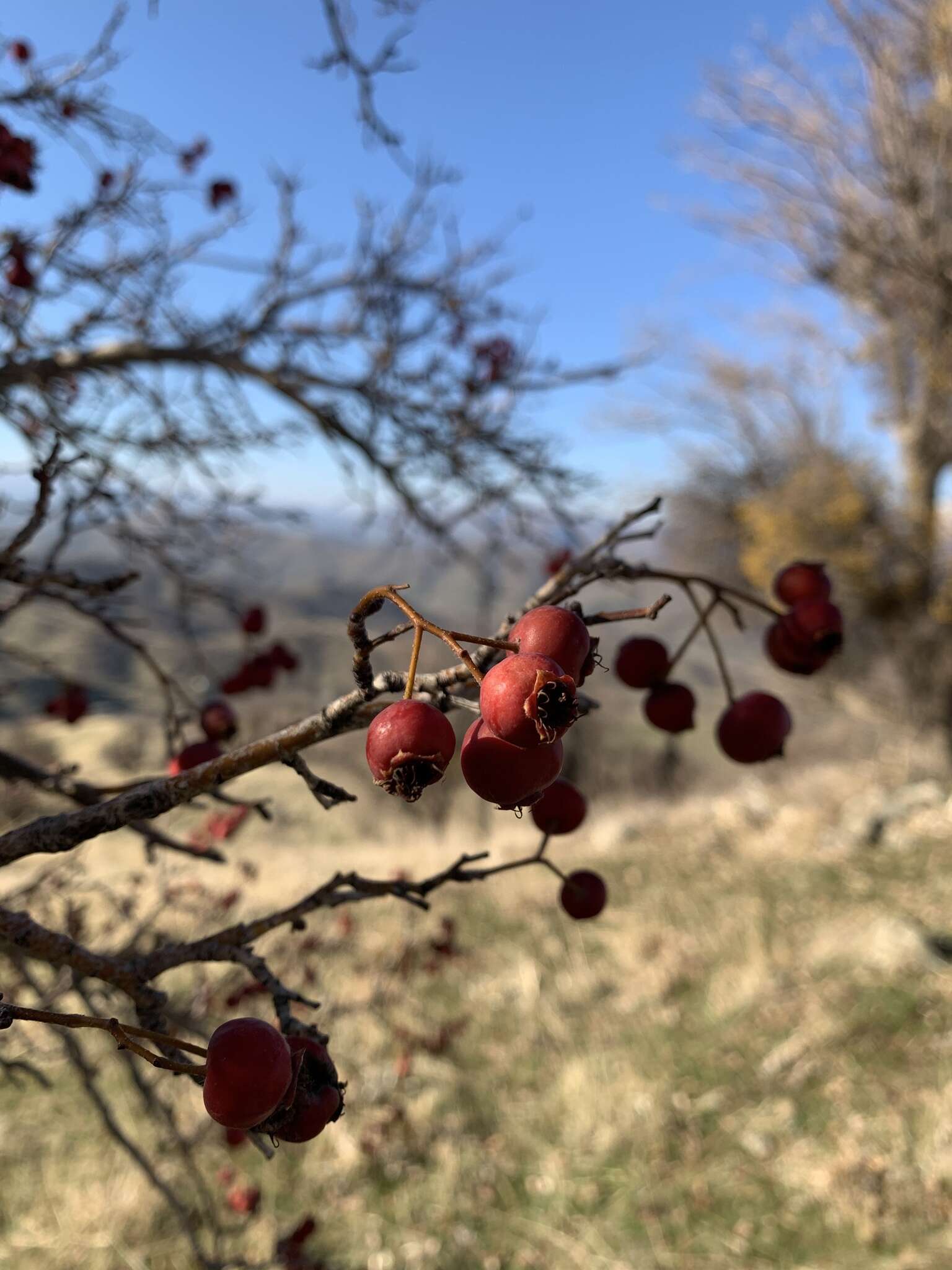 Image of Crataegus orientalis subsp. szovitsii (Pojark.) K. I. Christensen