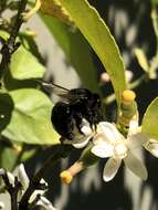 Plancia ëd Xylocopa tabaniformis orpifex Smith 1874