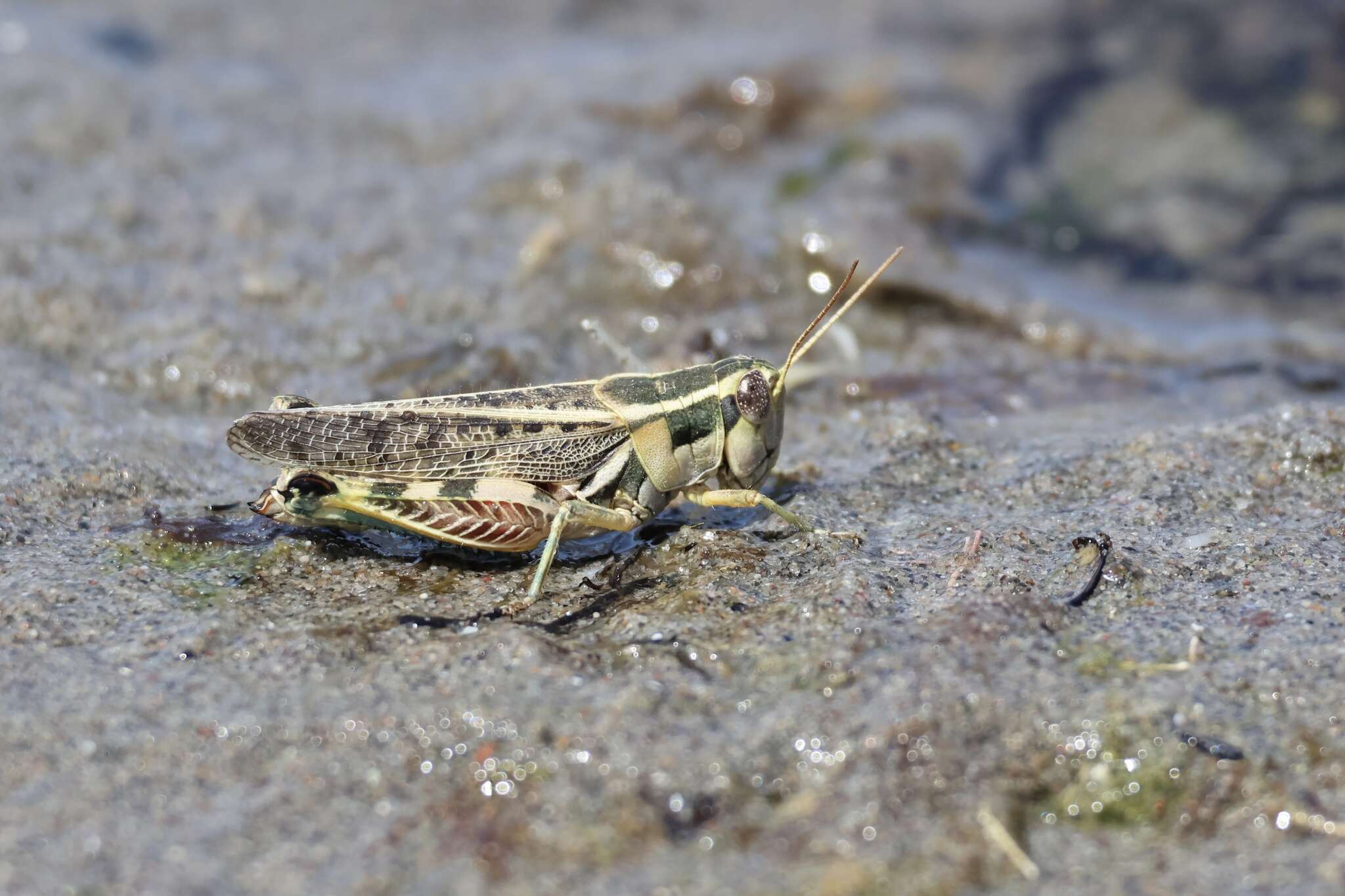 Image of Dichroplus vittatus Bruner & L. 1900